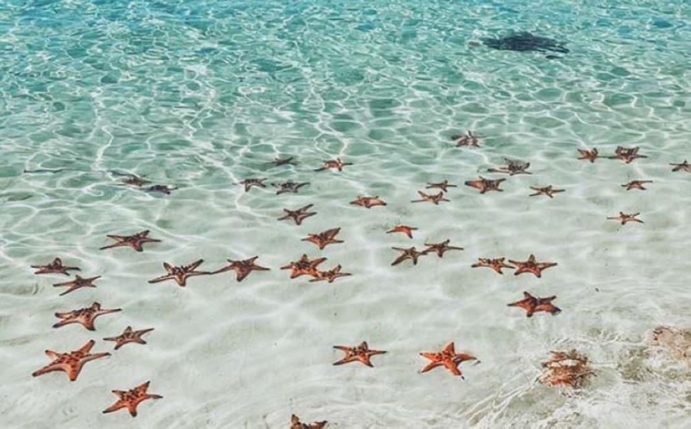 September and October are the ideal times to admire starfish at Sao Beach